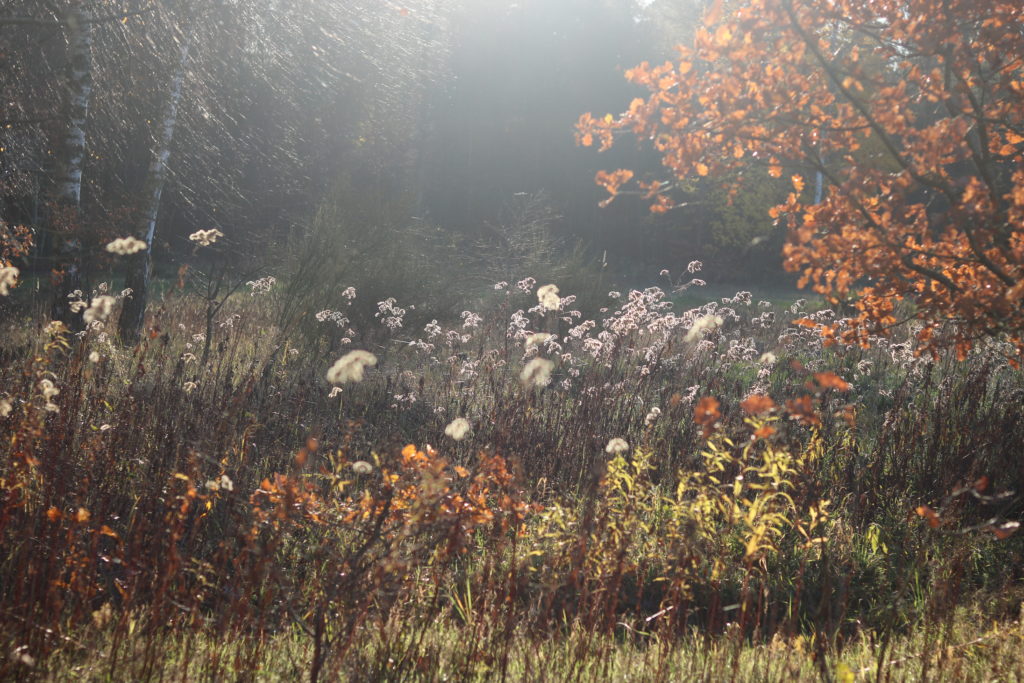 #waswar im November – Monatsreview – Make today amazing